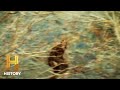 Michael's Father's Bigfoot Encounters