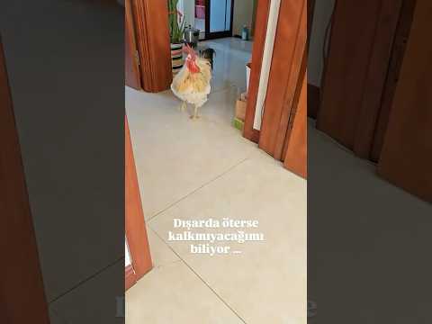 Bu horoz tam bir piskopat 😂😂😂 #youtubeshorts