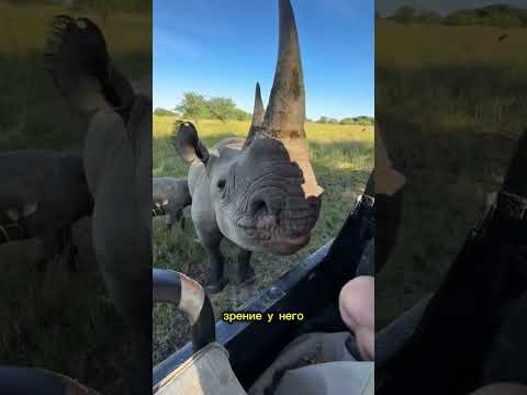 Носорог, живой трактор на солярке из злости