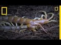 Centipede Adventure Quiz