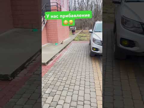 Чудо чудное сегодня!🤗 Добро пожаловать! Накормила. Бояться людей😔 #ухтыкухня #немноголичного