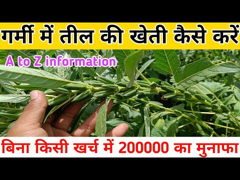 गर्मी में तिल की खेती कैसे करे || तिल की खेती की जानकारी || Sesame Farming || Til ki kheti kese kre