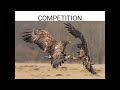 Competition and Resource Management in Ecology