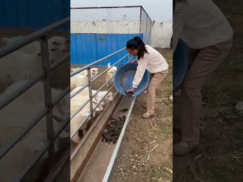 Raising and caring for mice with love and care part 638