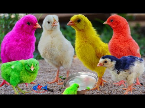 Lovely Hen Baby Chicks, Miniature murgi chicks, Comic Gallina Rainbow Chicken silly chicks in verano