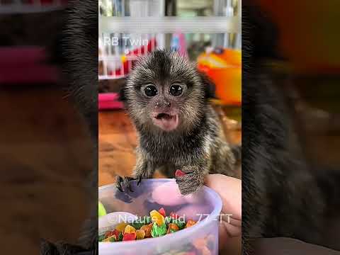 A Girl Adopt Helpless Baby Monkey ☺️☺️