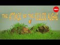 Caulerpa taxifolia: The Invasive Algae