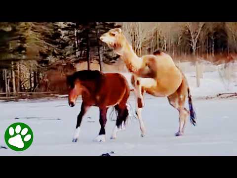 Camel chases after horses trying to be their friend