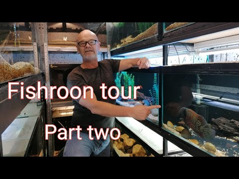 Fishroon tour part two. Central American cichlids. Fishroon tour part two. Central American cichlids.
