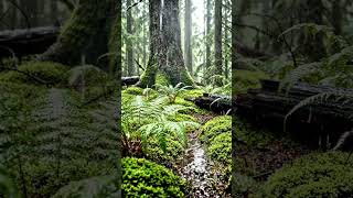 Peaceful Rain Sounds: Deep Relaxation