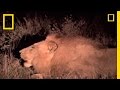 Ant Lion Life Cycle and Behavior