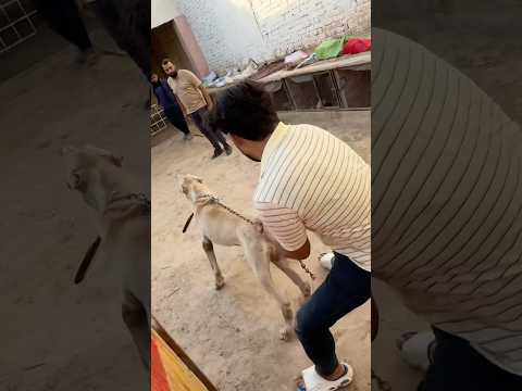 Heavy Bully Dog Ny Dhava Bol Diya 😱 #samadpetsvlog #bullydog #reels #pakistanibully #dogshorts