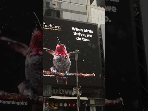 Why Birds Are More Than Just Beautiful #birds #timessquare #nature