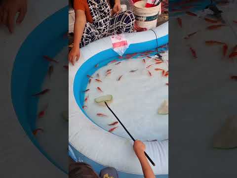 cari ikan. #shorts #ikan