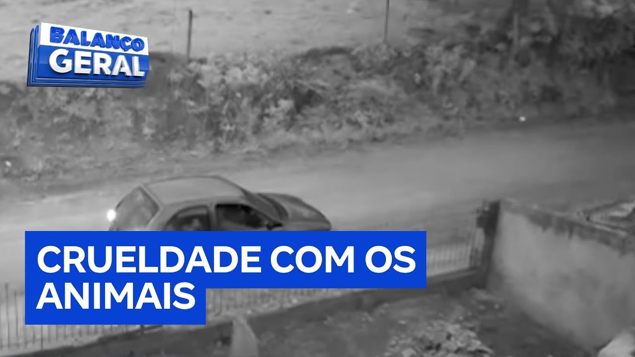 Motorista abandona seis filhotes de cães na rua