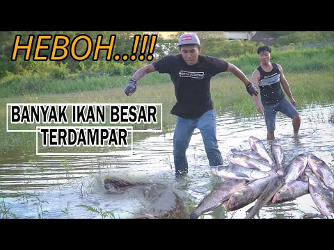 Rezeki nomplok..!! Para pemancing dihebohkan ikan2 besar terdampar di sawah warga