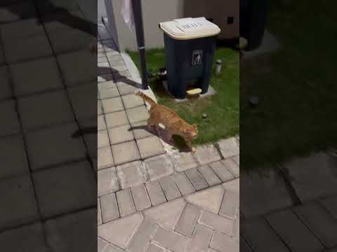 Kucing Cuwil Juga Diduga Culik Adik Puman #cat #nizamkucinglucu #cute #貓咪日常 #imut #pets #funny #猫