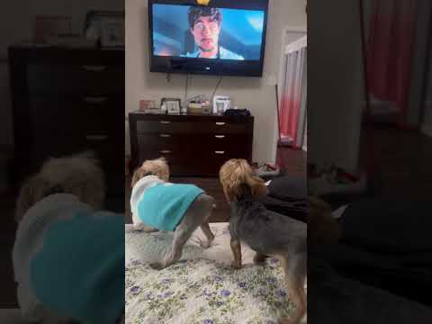 😅Meus doguinhos vendo caramelo 😂