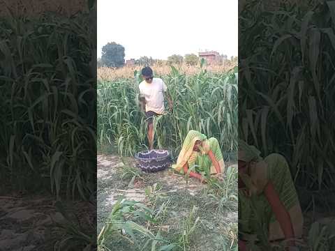 #shorts | vijay bitoli jaunpuriya | #shortsvideo #shortsfeed