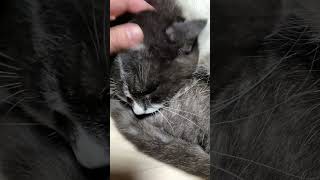 モフリで大きなゴロゴロが止まらない可愛いネコさんですね〜❗️🐱 #cute #cat #catvideos #ねこ #猫 #ネコ