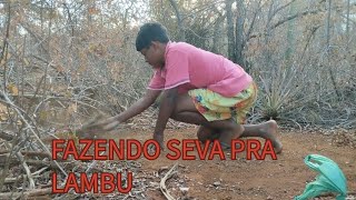 FIZ UMA SEVA PRA LAMBU E JURITI #captura e soltura