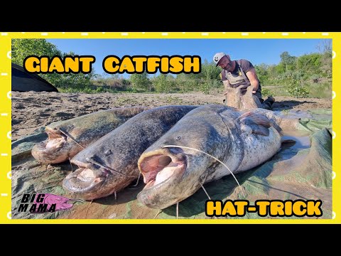 Fishing three giant 200 pounder fish in a little muddy river in Italy by Catfish World