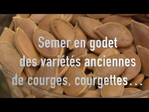 Semer des variétés anciennes de courges et courgettes