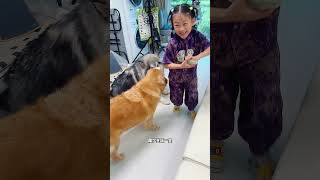 Dog's Weekend Vlog狗狗周末的一天！陪小主人玩真累啊 #dog #pets #goldenretriever