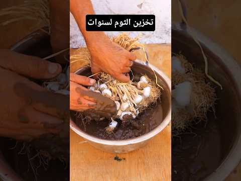 طريقة نادرة لتخزين الثوم لسنوات بدون تلف نهائيا