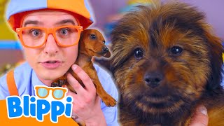 Puppy Playdate Party |  | Blippi | Educational Kids Videos | Moonbug Kids