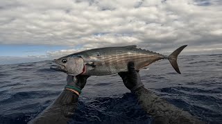 June/July 2025 Spearfishing in Faial, Azores. Picasso Bw Carbon Roller testing.
