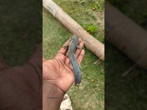 We have a responsibility towards small creatures!With a little care,fish will grow big.#shorts#fish