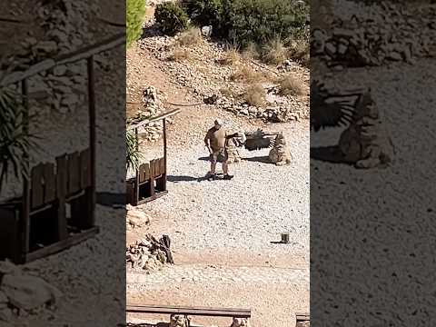 Eagle #eagle #birds #pets #nature #animals #hunter #majesticeagle #bird #pet #animal #eagles