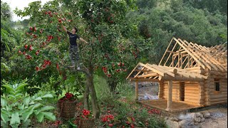 Harvest super sweet red apples for sale, Grdening, Growing vegetables on new land, Build a new house