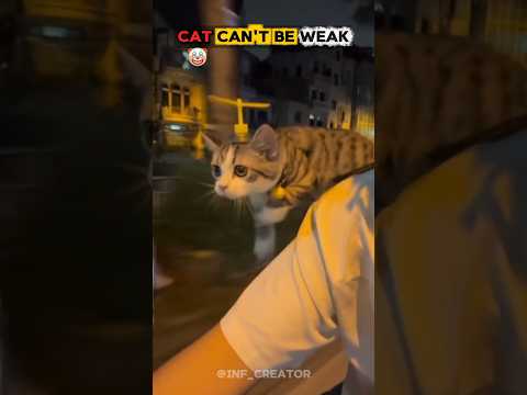 Cat Can't Be Weak 💀🗿,#cat ,#trolfaceedit ,#trollface ,#shorts