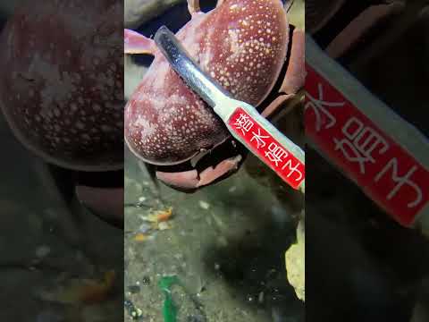 The seafood in the sea is so abundant!WM01428 #seafood #crab #fishing #fish