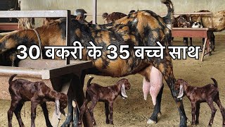 20 बकरी के 35 बच्चे साथ 10 प्रेग्नेंट (राजस्थान गोट फ़ार्म अजमेर ) जय तोशिक 9783341533