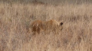 Injured lioness stalking a herd of zebra 