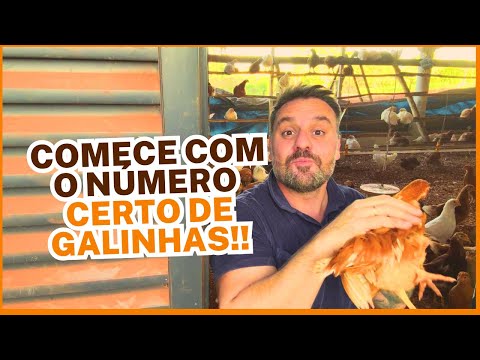 Criação de Galinhas Poedeiras Caipiras: Comece com a Quantidade Certa!