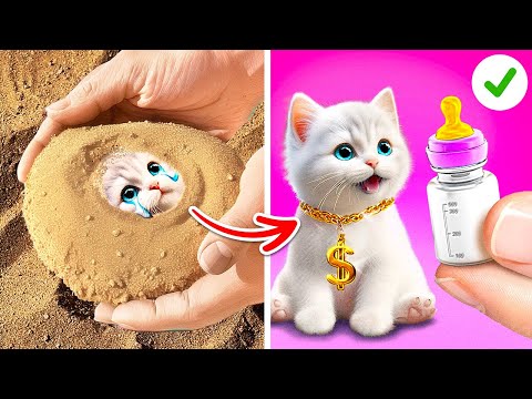 I Found This Cat In The Sand! ☀️ Treat Your Pet Right! 😉🐱🐾