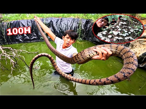 100H Sinh Tồn Trên Ruộng Đồng | Săn Nấm Và Mối Tìm Thức Ăn 1 Ngày Bội Thu Cho TEAM Sang