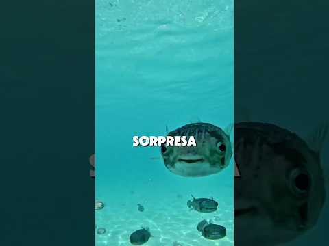 Los más peligrosos del oceano 🐟 #animales #curiosidades #water #sabiasque #shorts