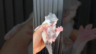 Timelapse kitten 7 days old #catvideos #kitten #cat #kucing