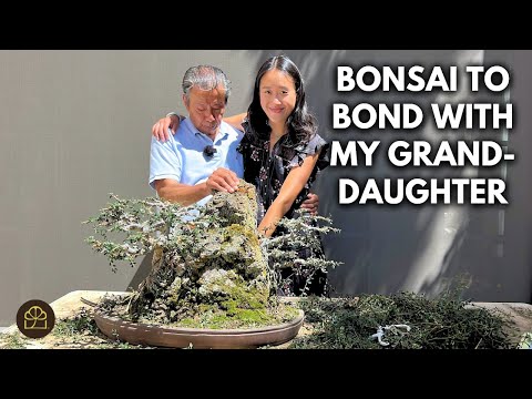 Beginner Bonsai: Refining a Chinese Elm with Granddaughter to Share My Values