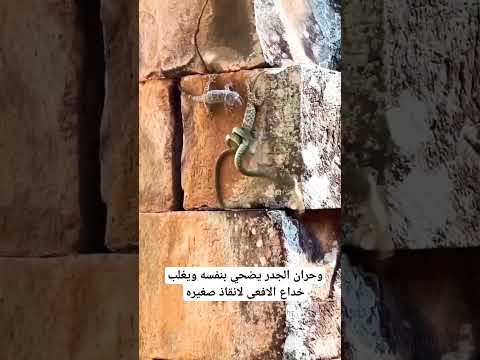 لحظة خداع الافعى مع وحران الشقبي #shorts#