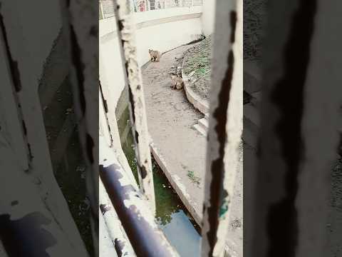 #guess the animal name #viral #animals #shortvideo #clips #funny #cartoon #music