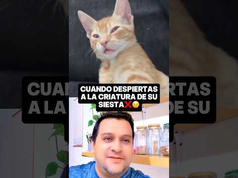 Así reacciona este gatito cuando lo despiertan #gato #cat #kitten