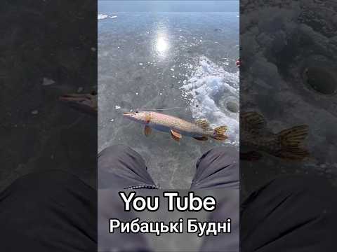 Рибалка на жерлиці на щуку #рибалка #зимоварибалка #рибалканажерлиці #щуканажерлицы