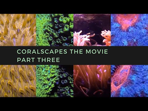 Coralscapes the Movie | Part Three It's finally here! Coralscapes the Movie Part 3 featuring goniopora, xenia, cynarina, plate coral, m