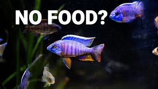 Can I Leave My Fish Alone for a Week?